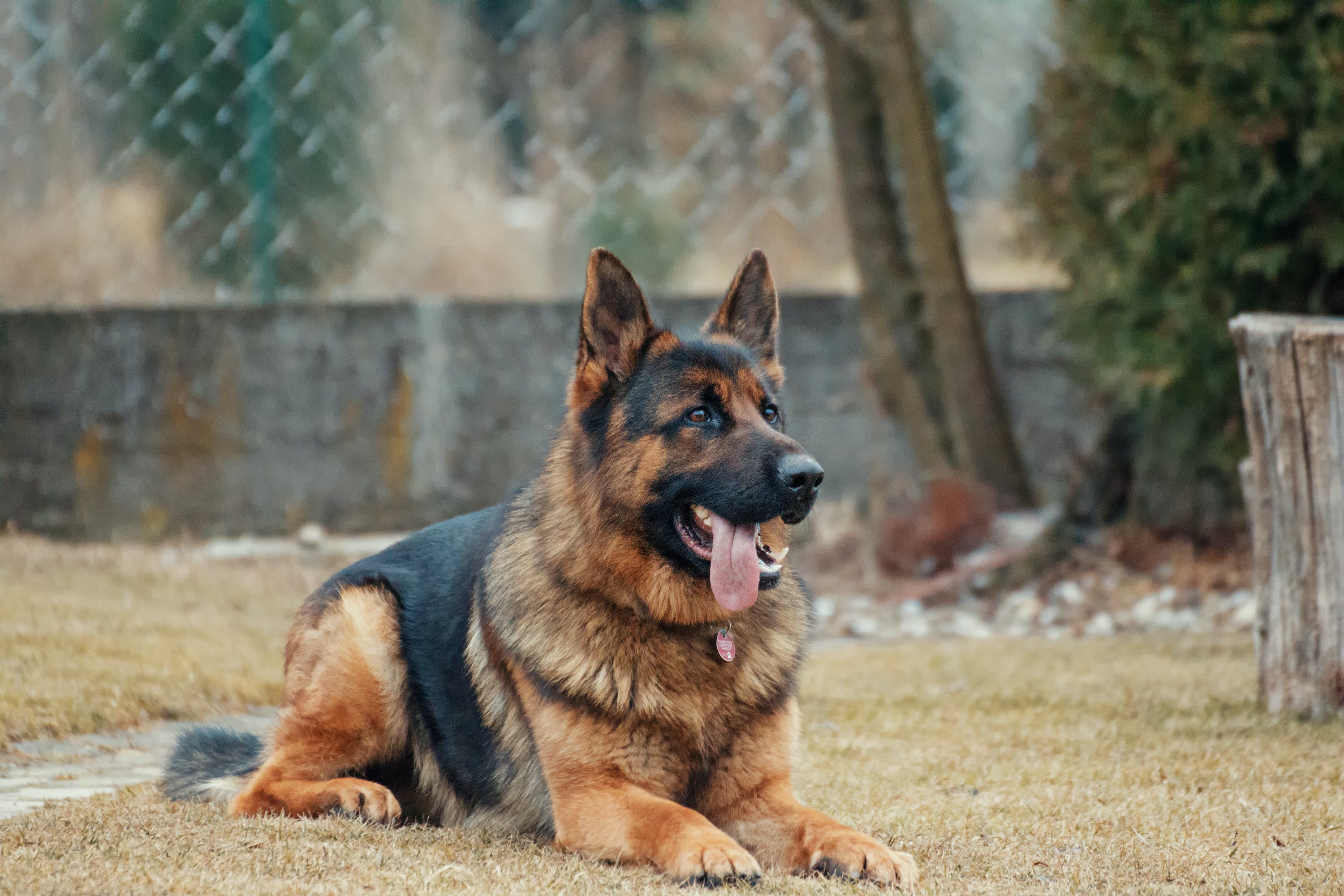 Pet Insurance for German Shepherds