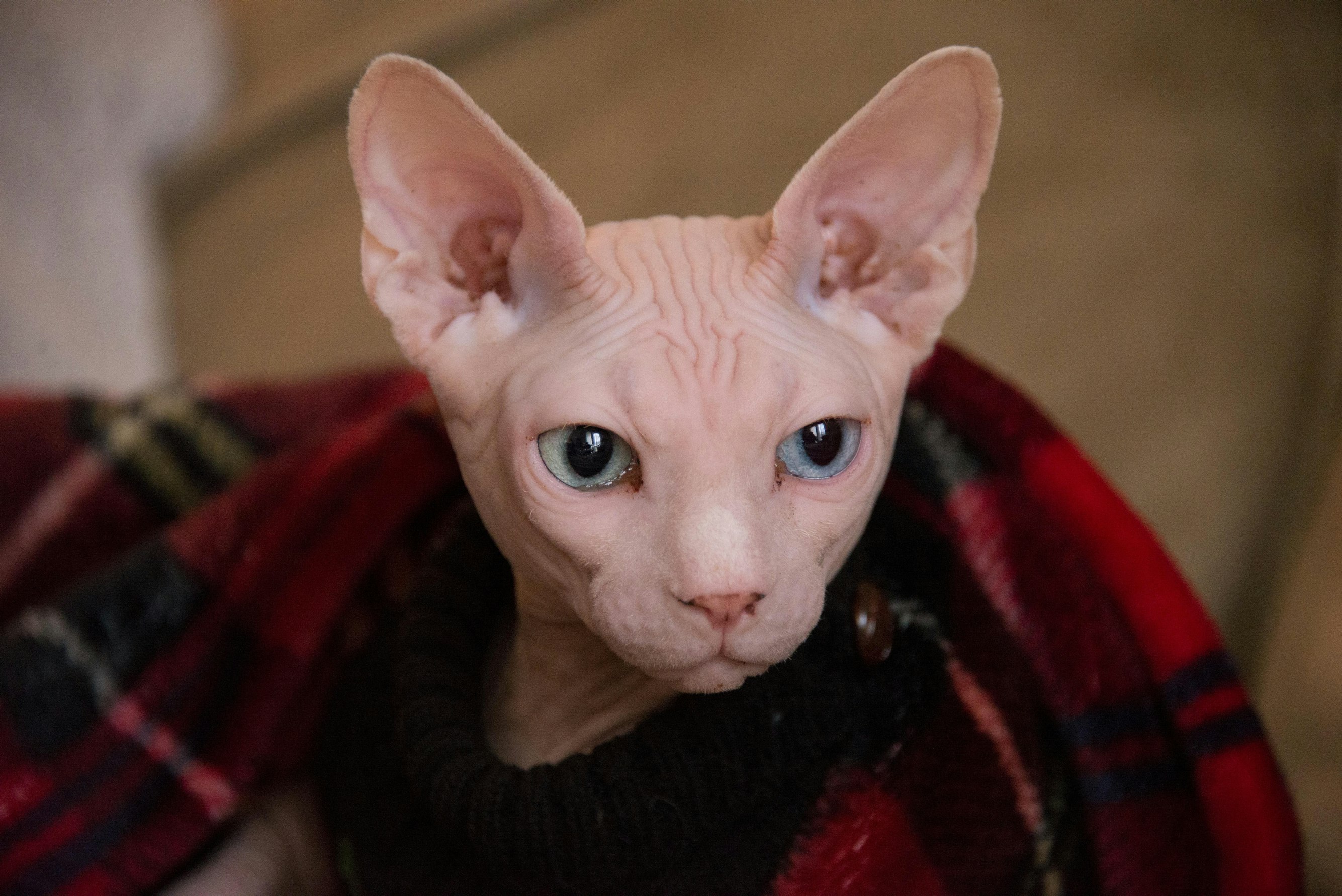 Hairless Cat Breeds and How to Care for Them