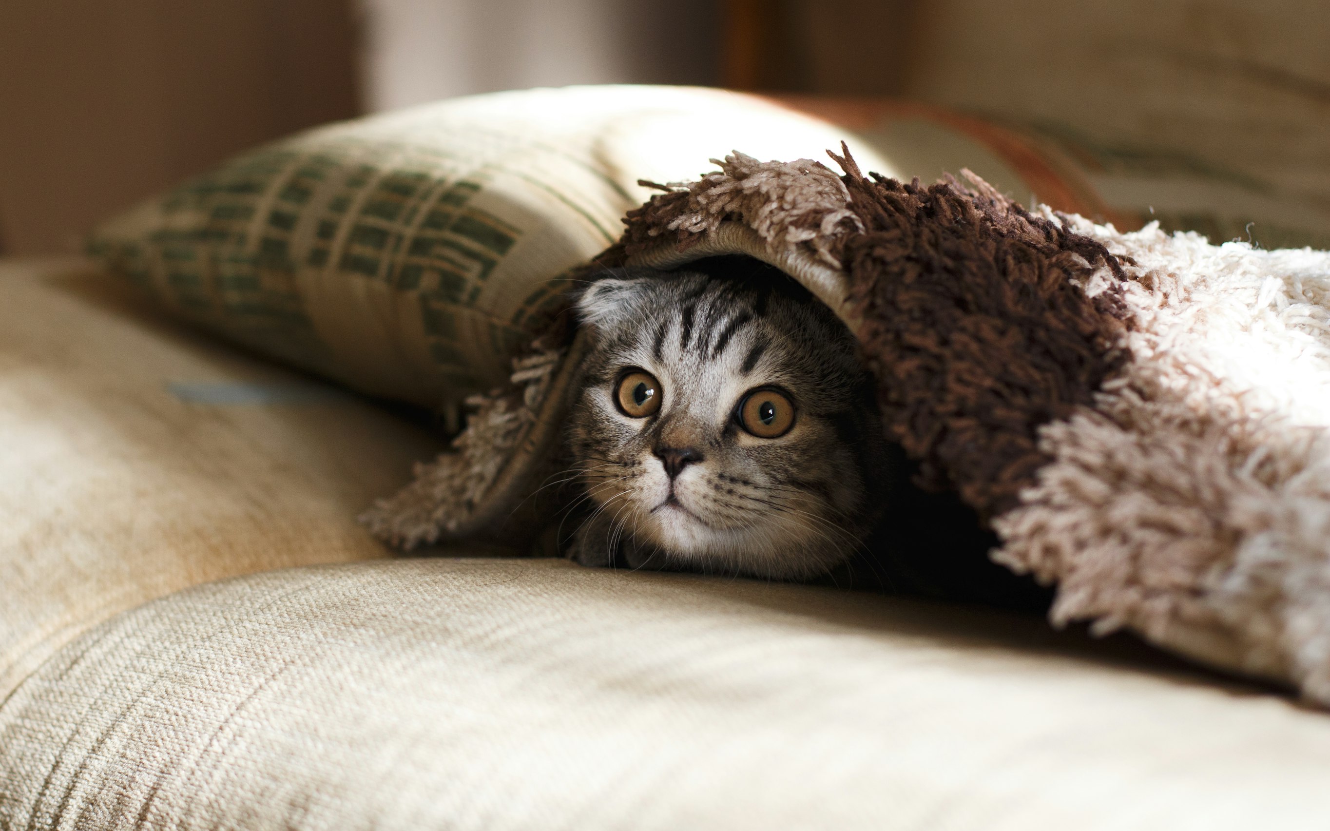 The Guide to Managing Anxiety in Cats
