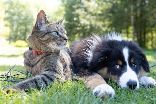 Managing Symptoms of Chronic Illnesses in Pets