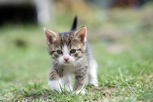 kitten-grass
