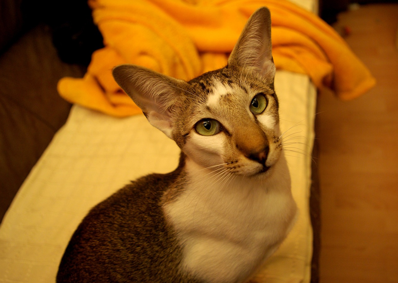 oriental-shorthair-bed