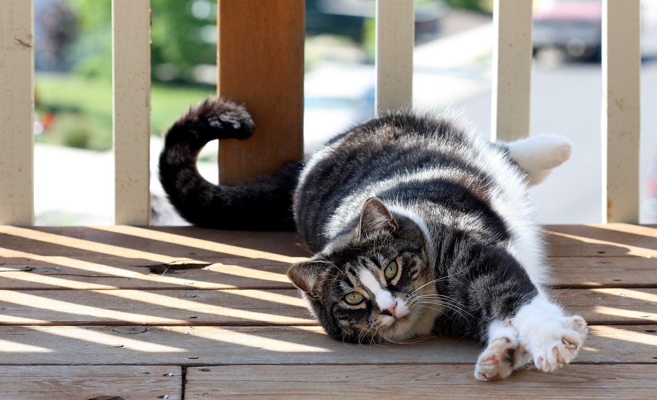 american-shorthair-cat