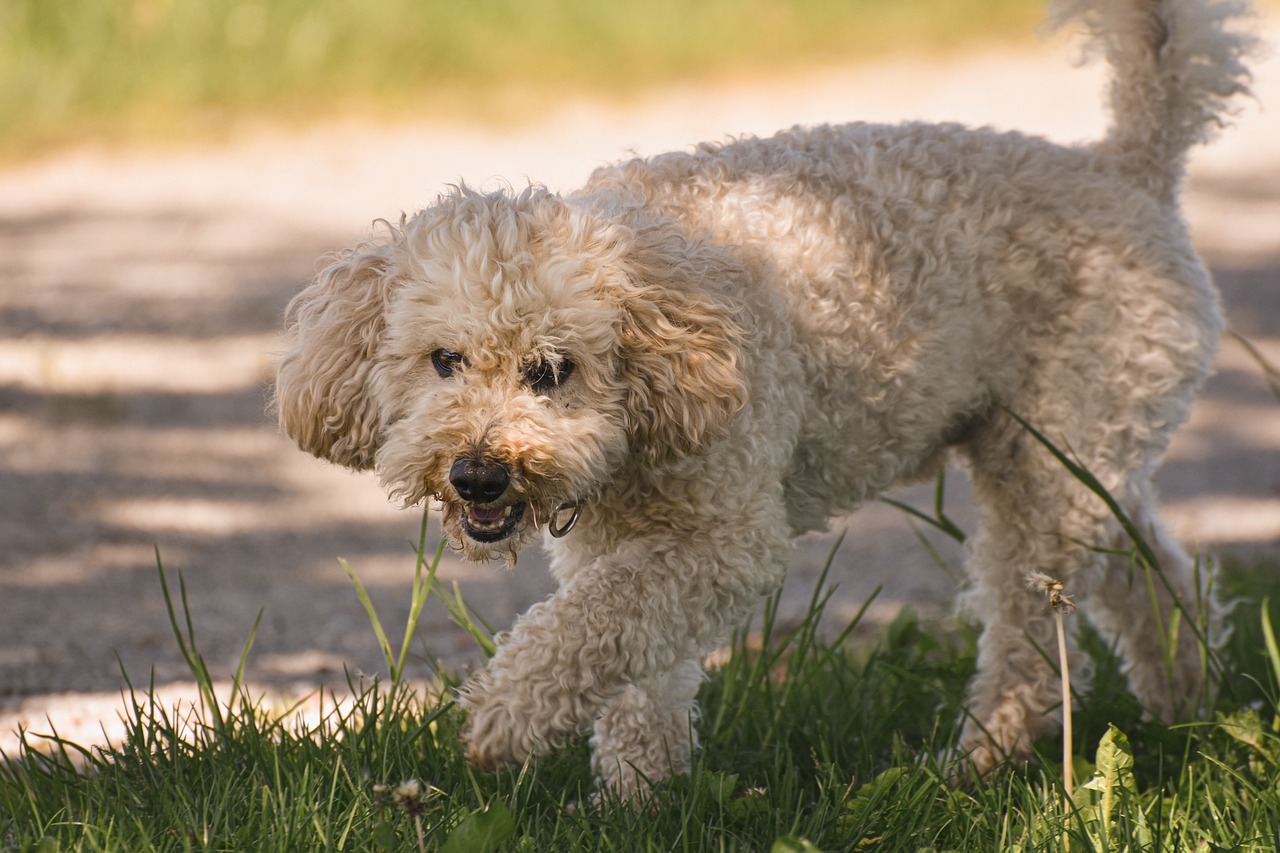 Pet Insurance for Poodles