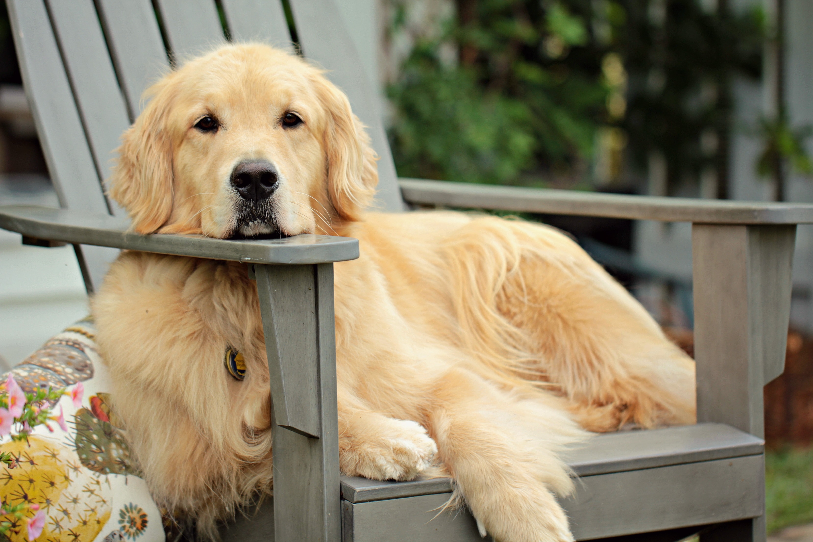 golden-retriever