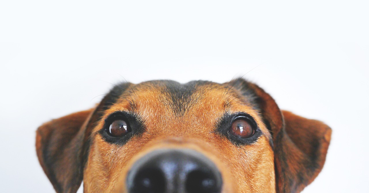 How Much Does Cherry Eye Surgery Cost for Dogs?
