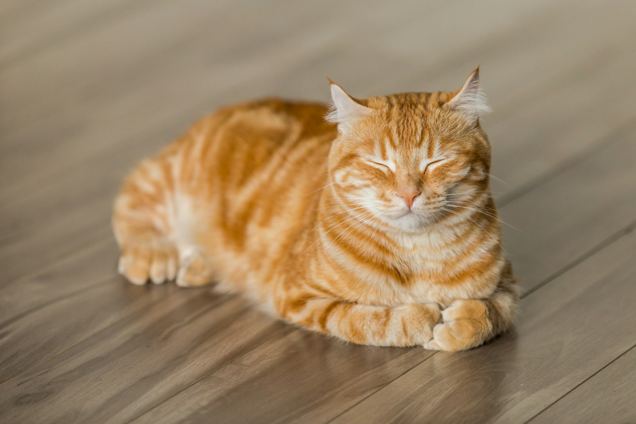 Understanding Cat Behavior: Decoding Your Feline Friend's Body Language
