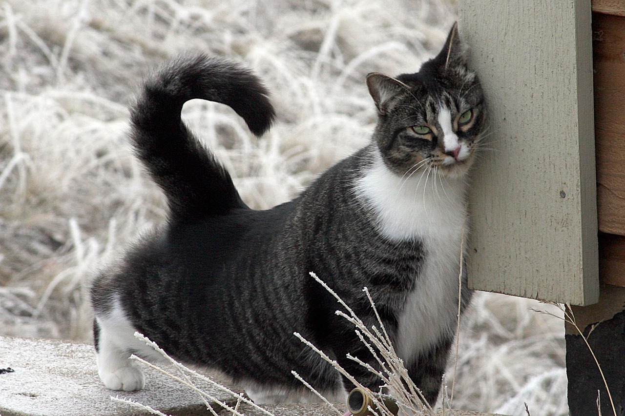 Most Common Health Conditions For American Shorthair Cats