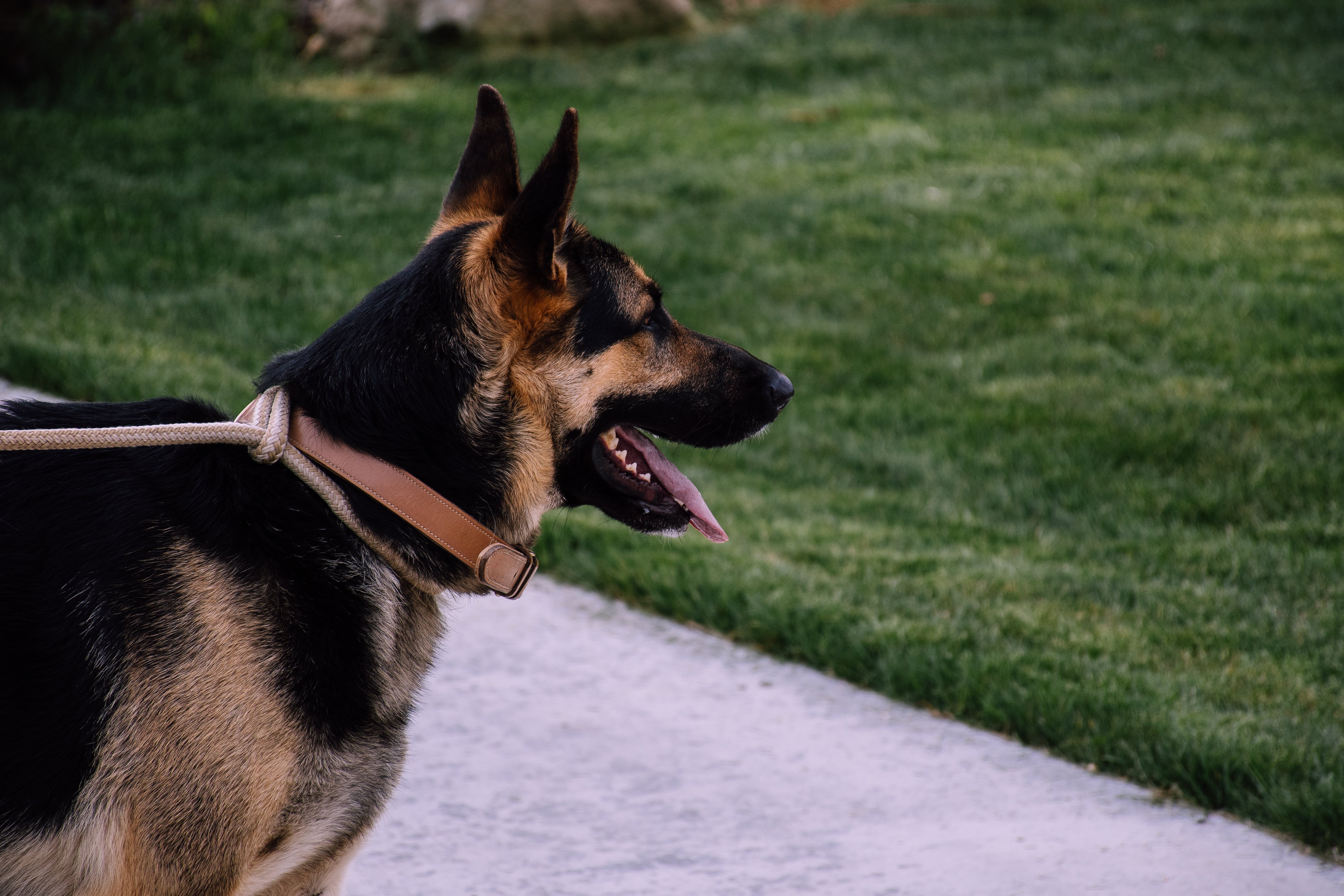 german-shepherd-walk