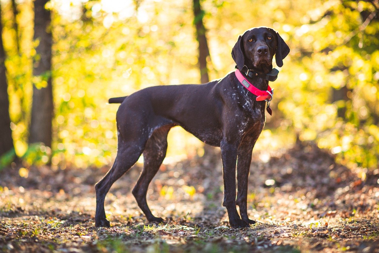 Most Common Health Conditions For German Shorthaired Pointers