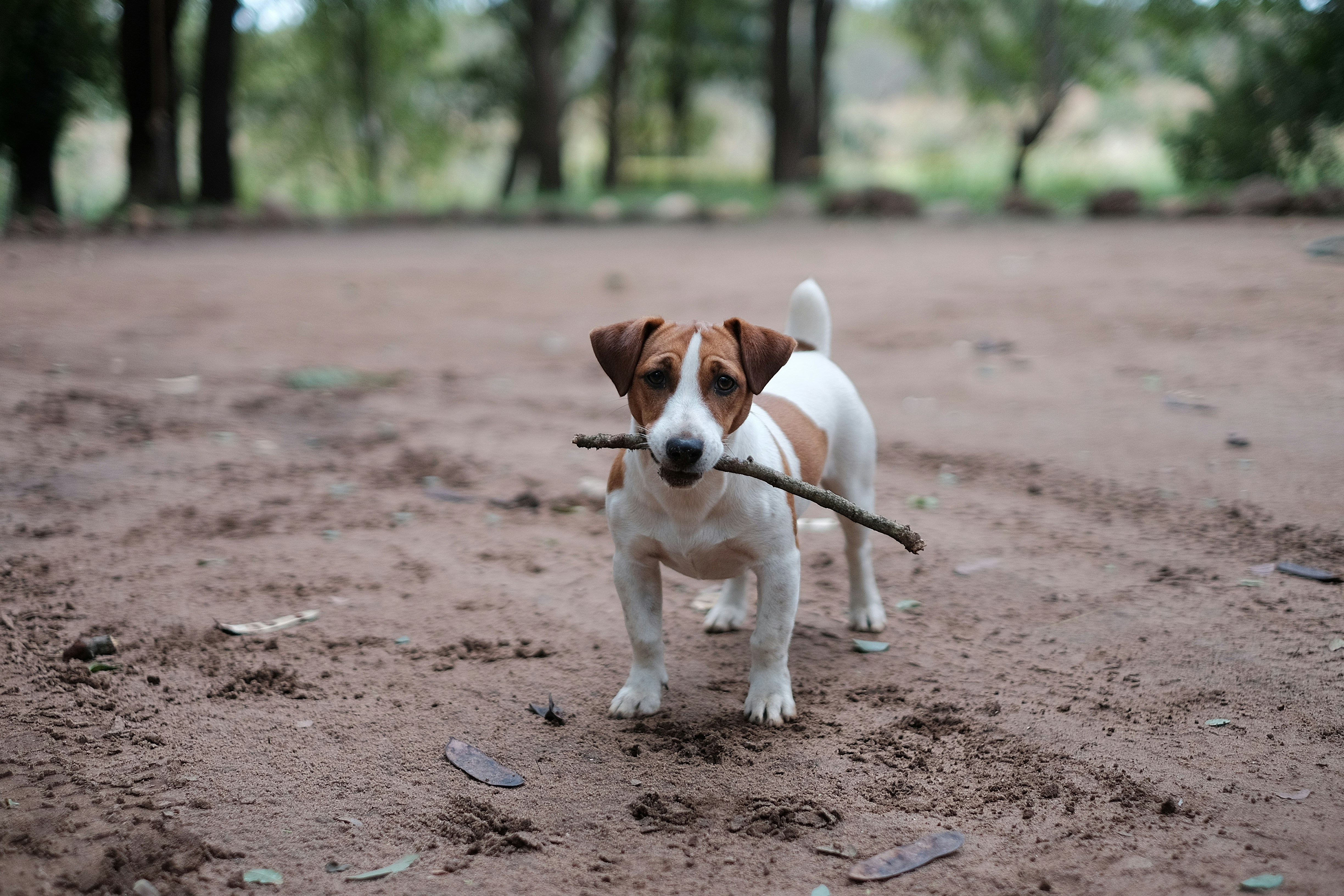 jack-russell-terrier-stick
