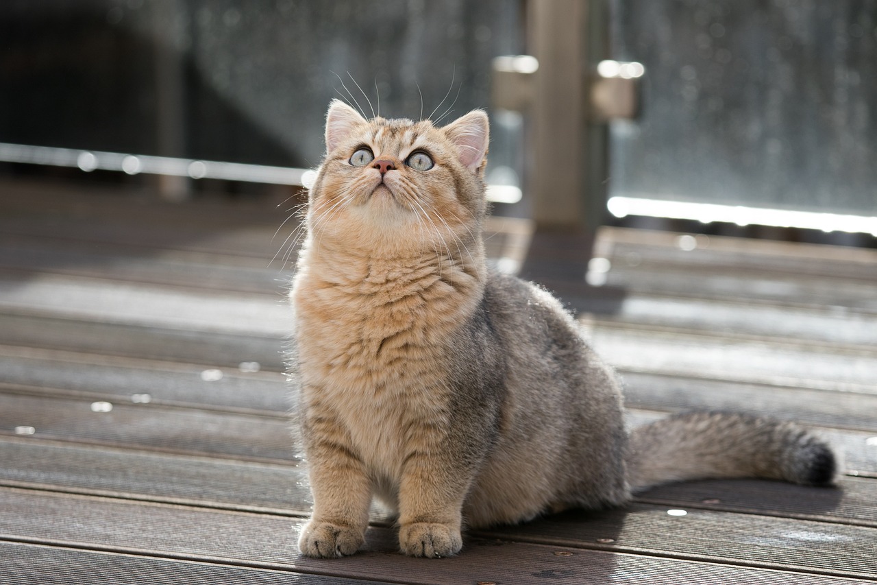 Most Common Health Conditions For British Shorthair Cats