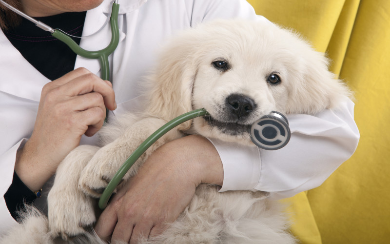 Canine Distemper: What You Need to Know
