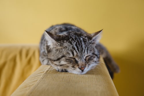 cat-sleeping