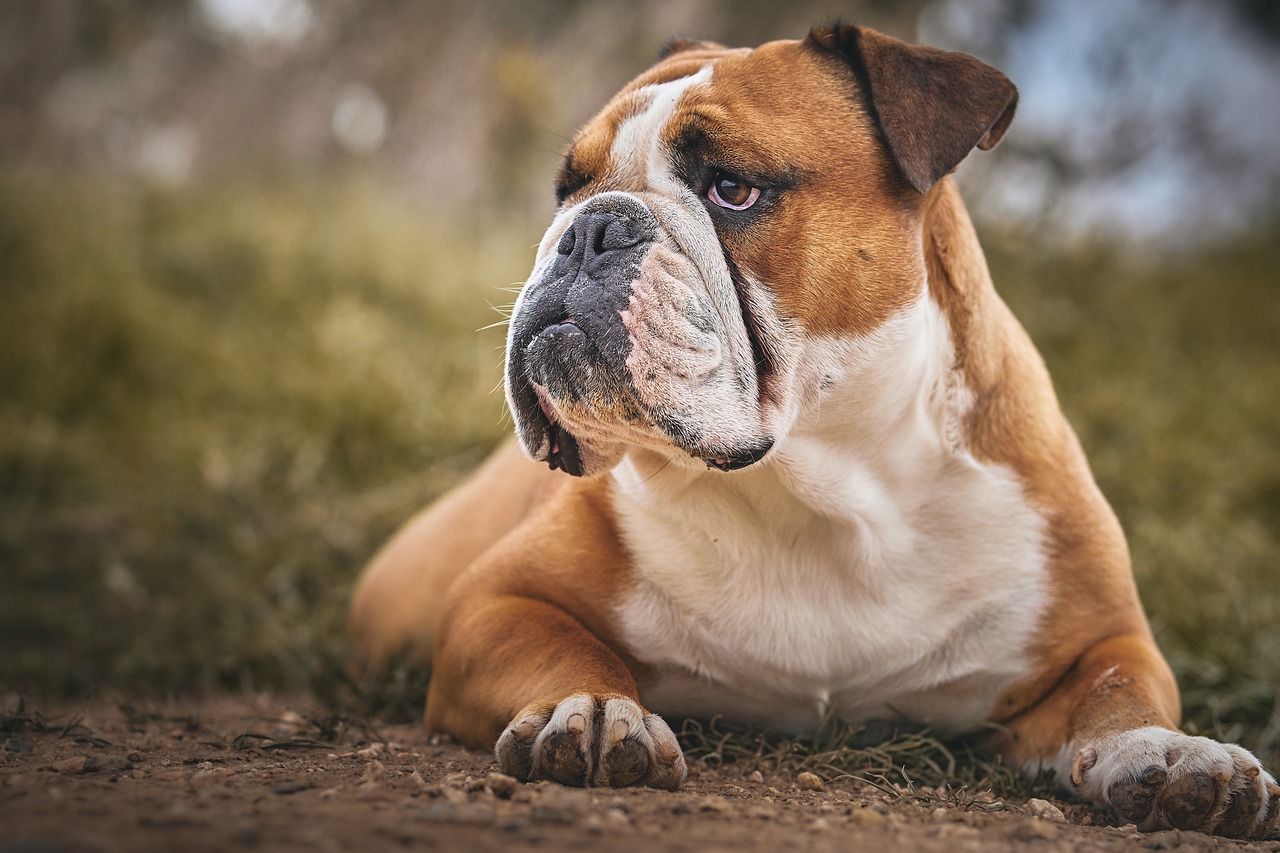 bulldog-sitting