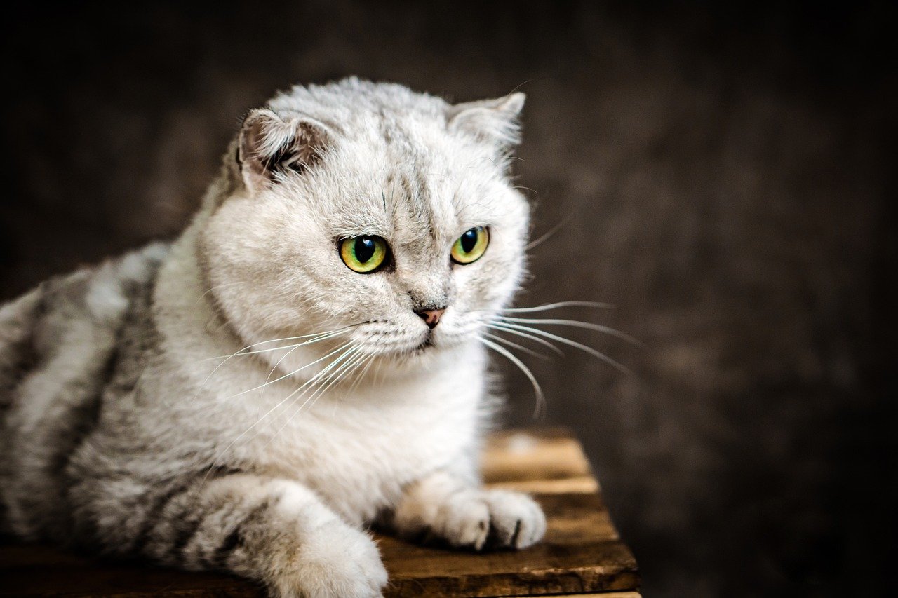 Most Common Health Conditions For Scottish Fold Cats