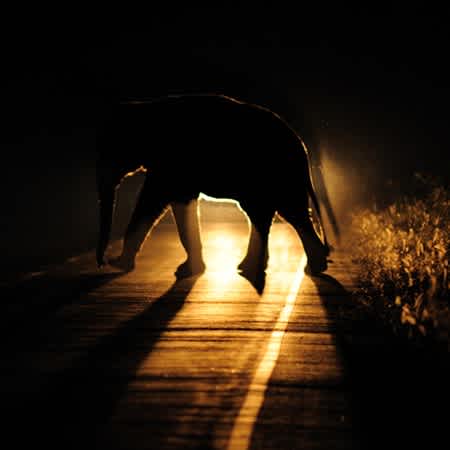 Ein Elefant läuft nachts über eine Straße und wird von Autoscheinwerfern angeleuchtet.