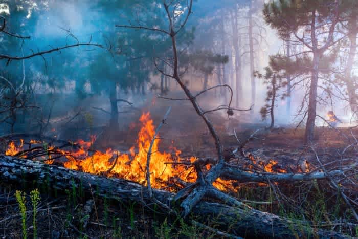 Ein herabgefallener Ast hat in einem Wald Feuer gefangen. 