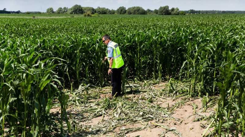 Polizist Hanjo Loose betrachtet abgebrochene Maispflanzen im Maisfeld.