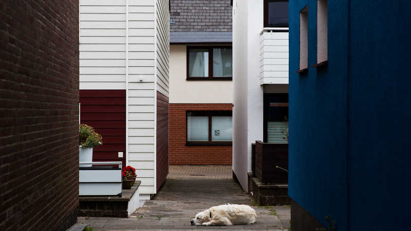 Ein Hund liegt zwischen mehreren Häusern und schläft.