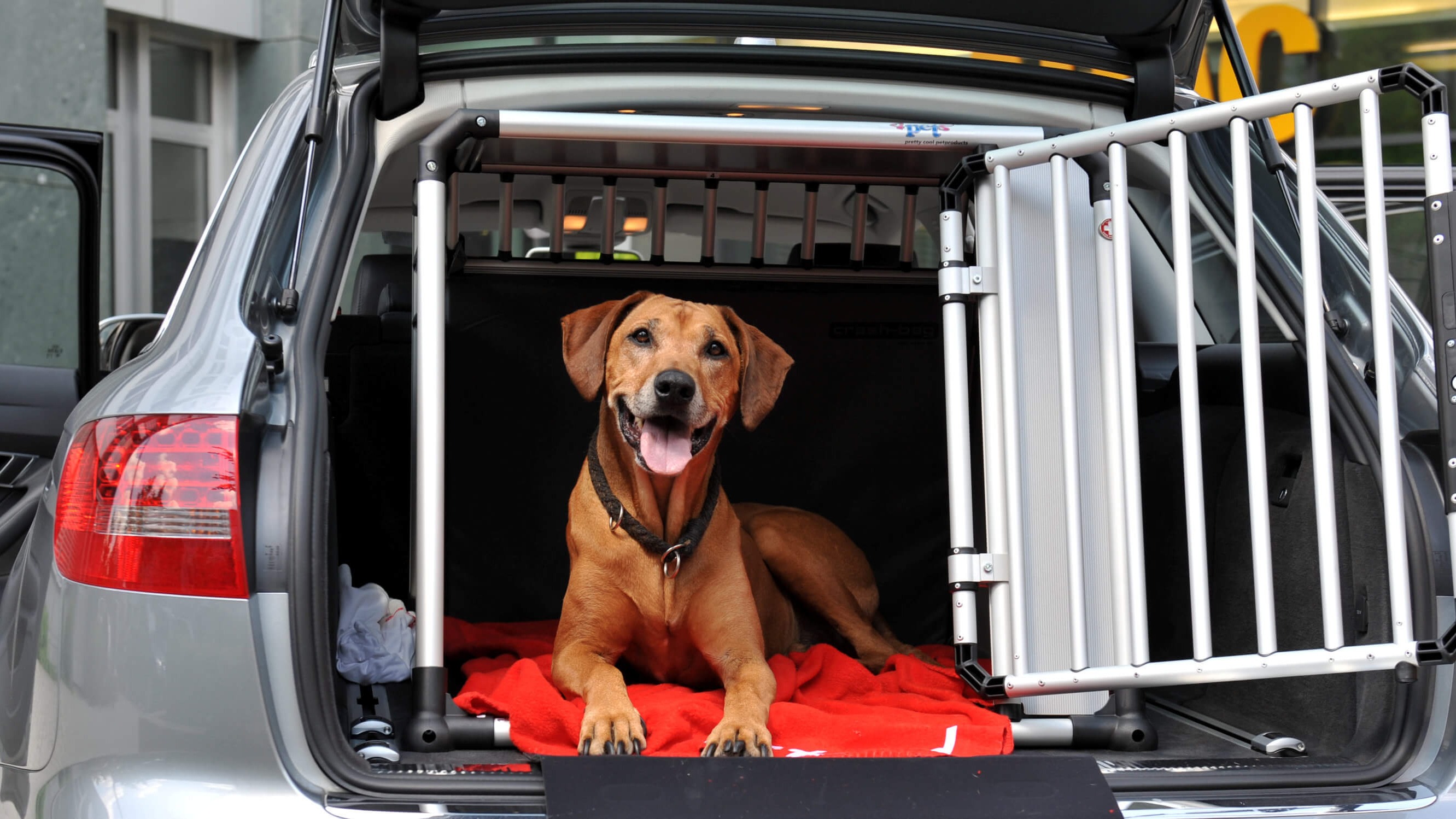 Sicherheitsgurt oder Trennnetz?: So fahren Hunde sicher im Auto
