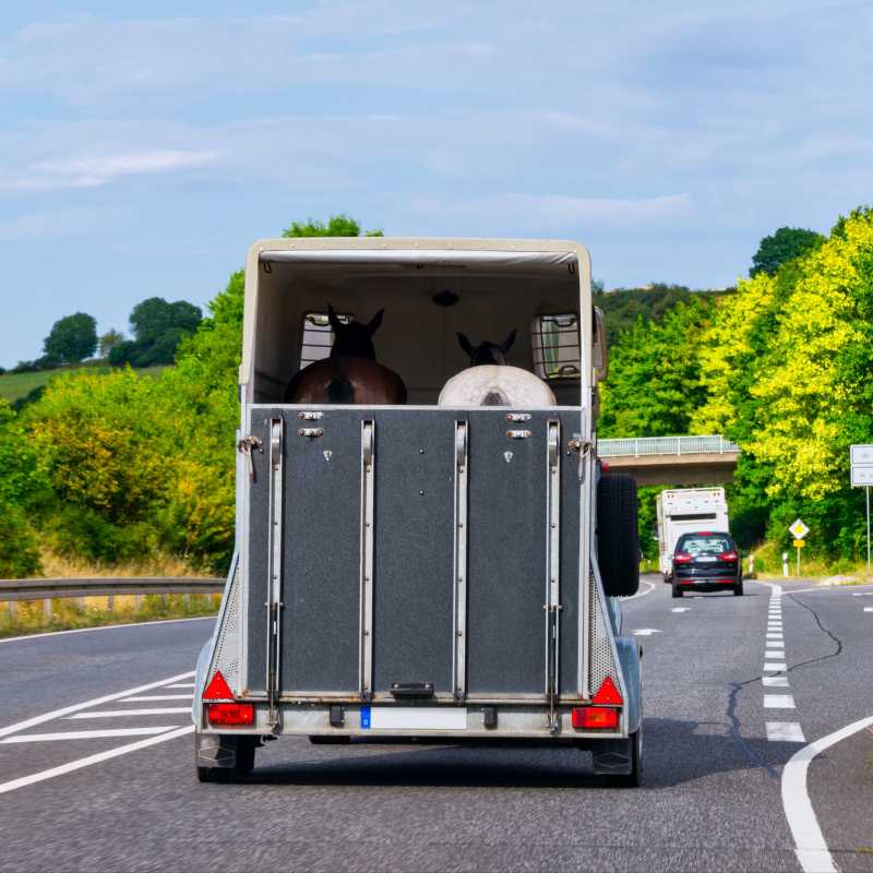 Man sieht einen Pferdeanhänger mit zwei Pferden von hinten auf der Autobahn.