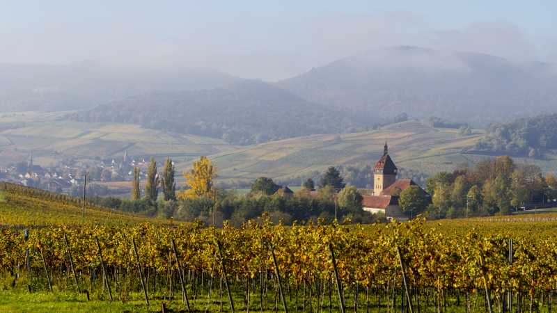 Man sieht einen Weinberg, Felder und eine Kirche im Hintergrund.