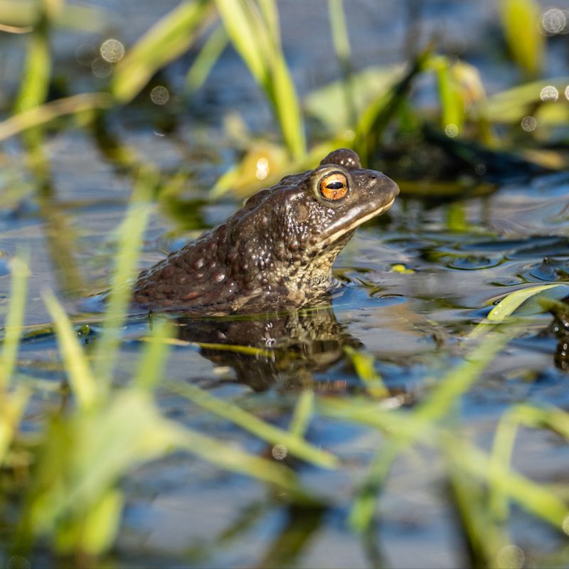 Eine Kröte sitzt im Wasser. Sie ist von Gräsern umgeben.
