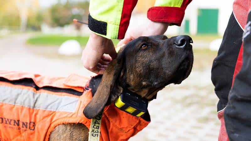 Einem Hund wird ein Halsband mit GPS-Sender angelegt. 