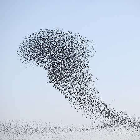 Ein Schwarm Vögel fliegt am Himmel.