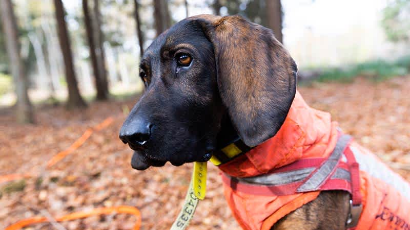 Ein Hund der Rasse Hannoverscher Schweißhund mit orangener Schutzweste und GPS-Halsband steht im Wald. 