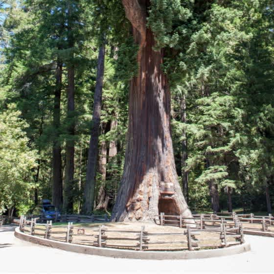 Das Bild zeigt eine Straße, die durch die großen Bäume des Yosemite-Nationalparks führt.