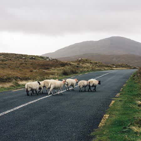 Auf einer Straße in einer britischen Landschaft laufen Schafe.
