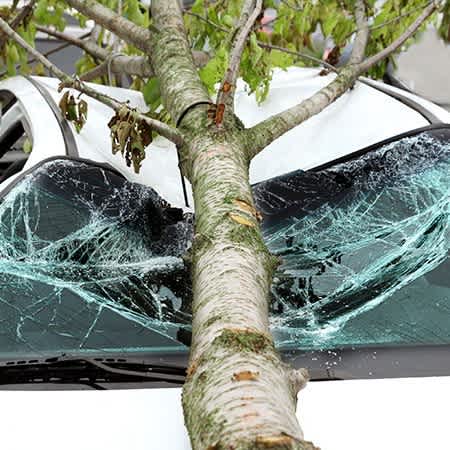 Das Bild zeigt einen umgestützten Baum, der die Windschutzscheibe und Dach eines Autos zerstört hat.