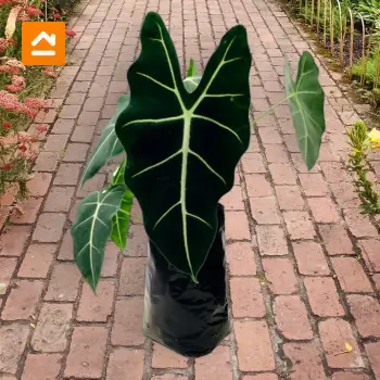 alocasia-amazonica-en-bolsa-agricola-linea-plantas-ornamentales