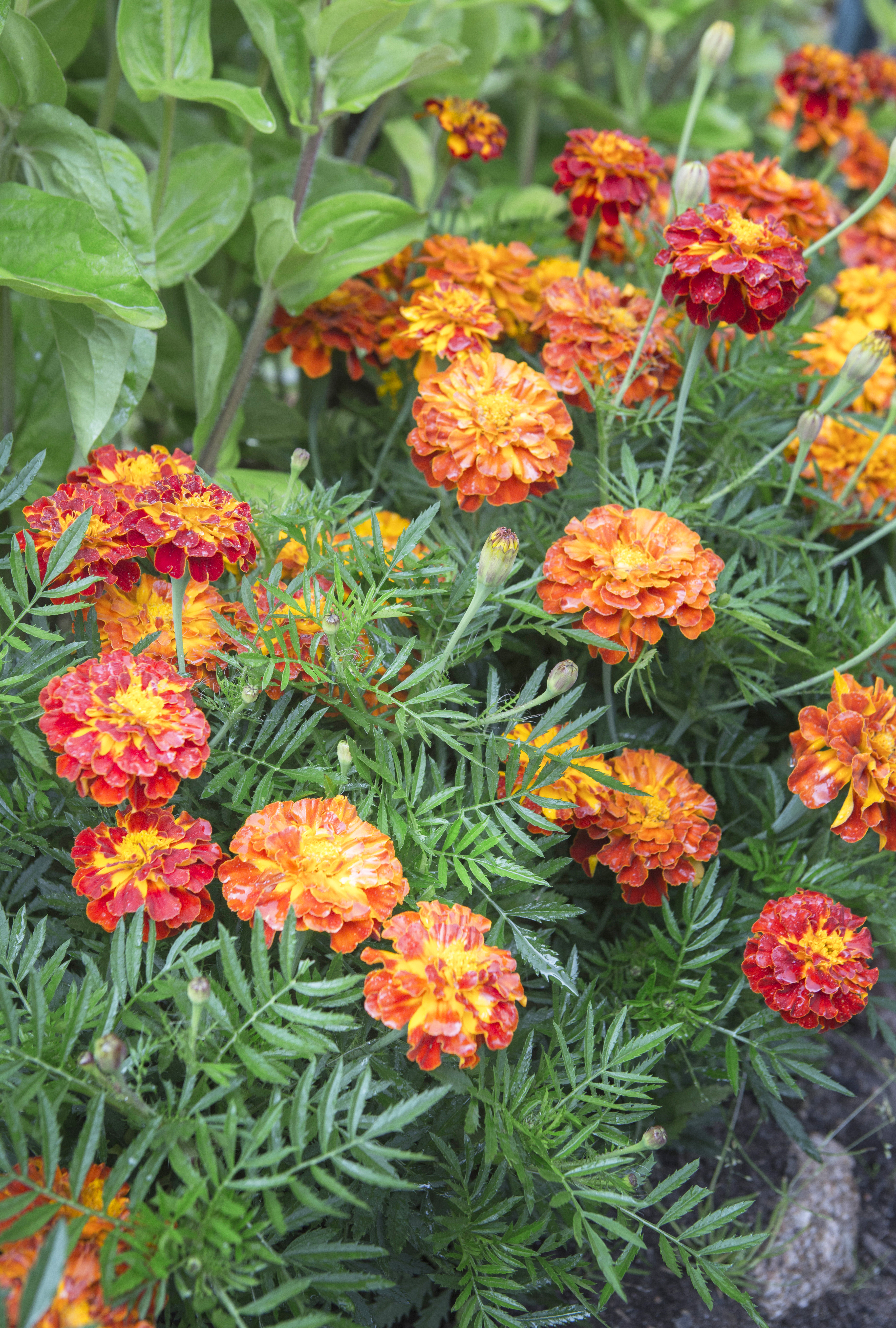 Marigolds