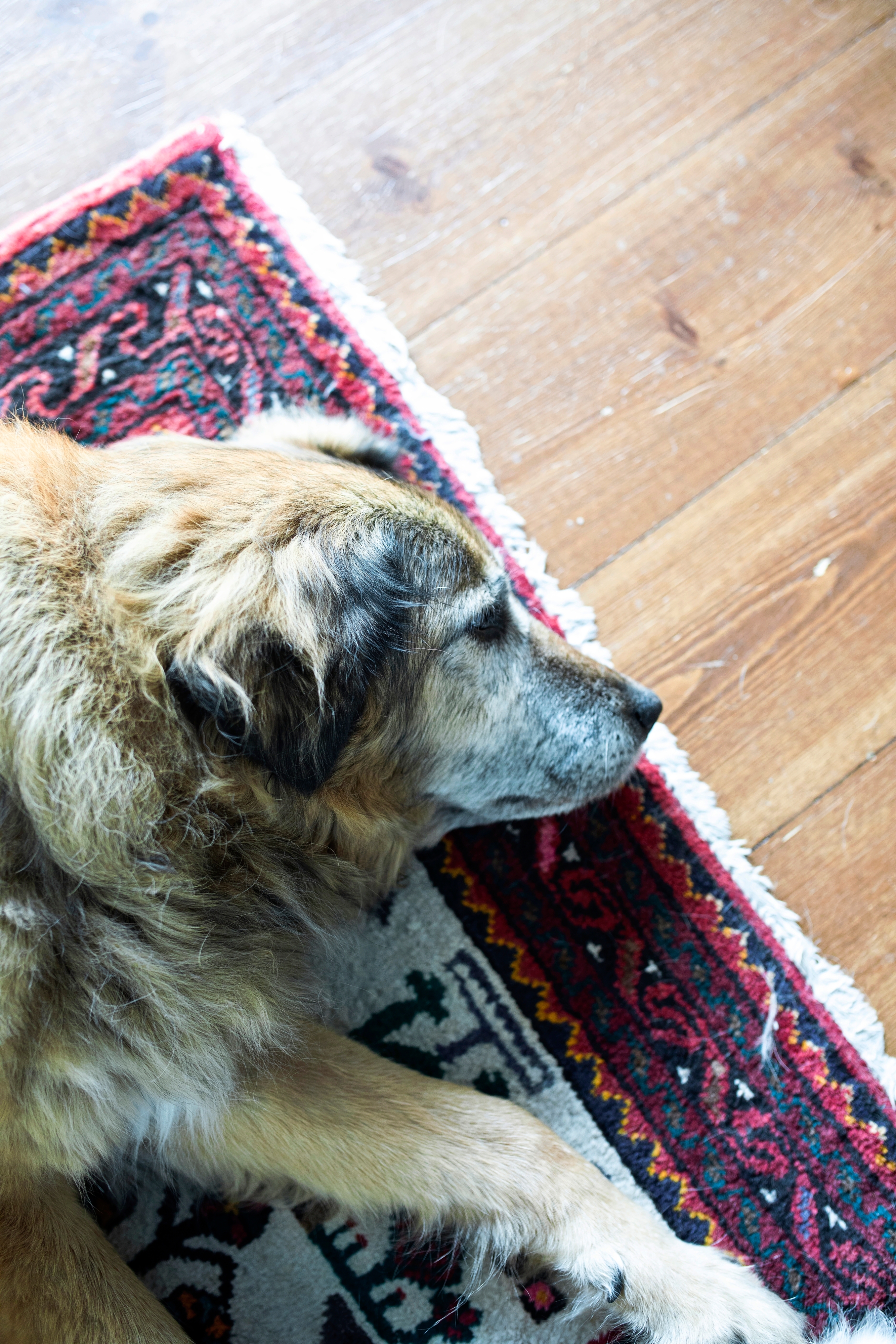 Dog lies on a rug