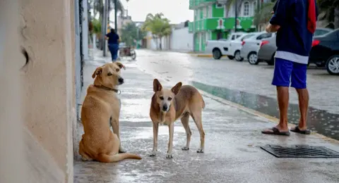 West Paw 2 West Paw 2