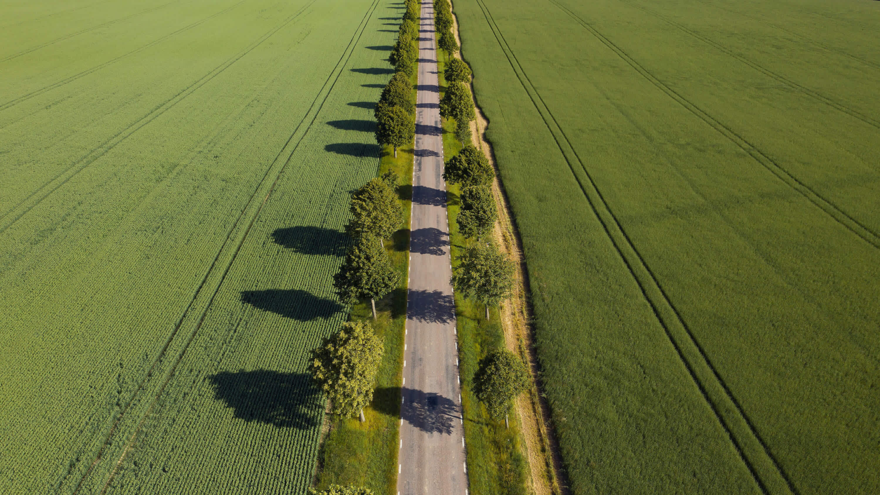 A green road with trees in the southern part of Sweden