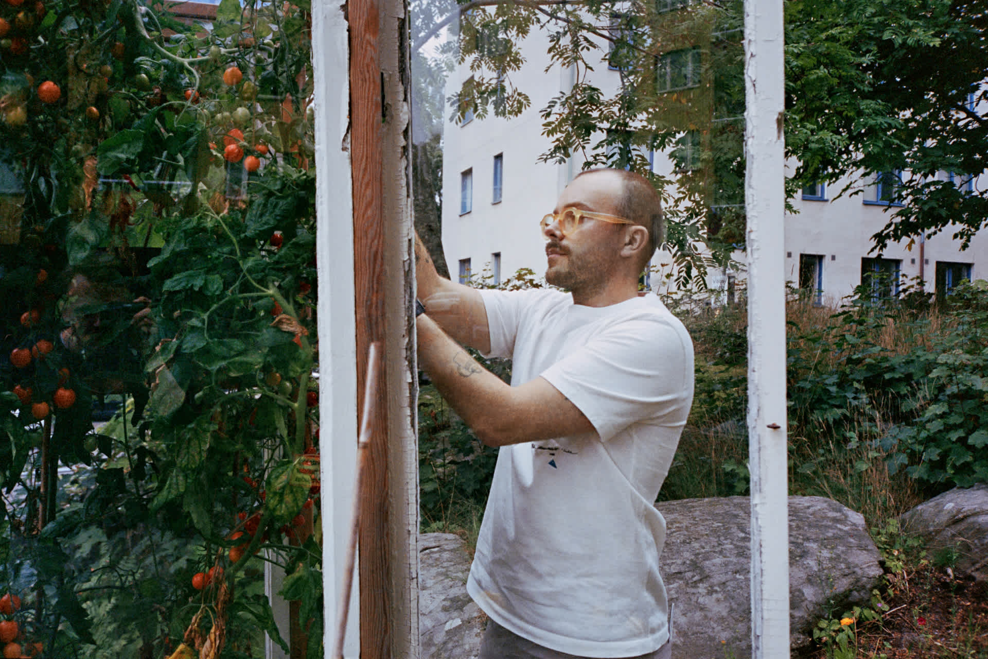 Erik Bohnsack gardening and harvesting tomatoes