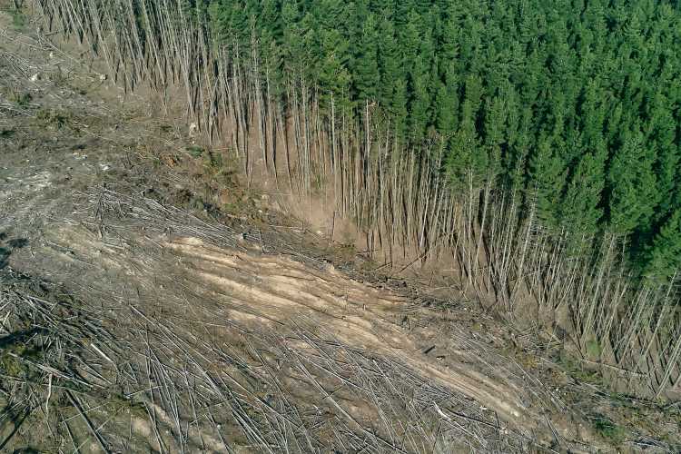 HVO deforestation