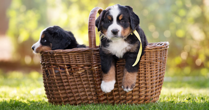 https clearsurance com blog do i have to add my dog to my homeowners insurance