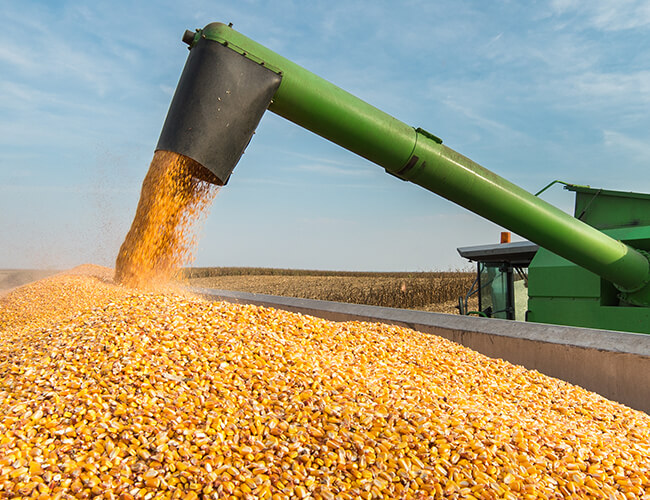 SIMPAS-treated corn at harvest