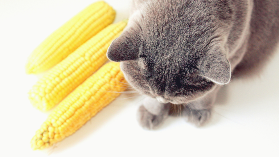 is corn good for cat