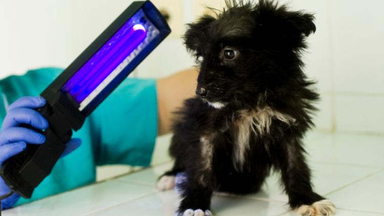 Blue light examination of puppy for ringworm