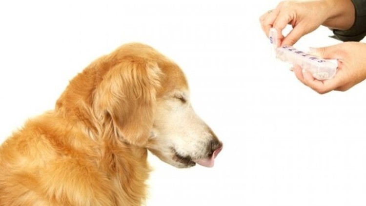 dog taking medications