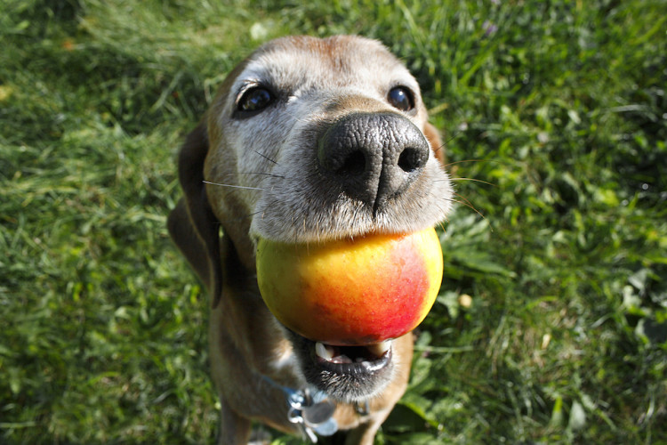 Dog with peach in its mouth