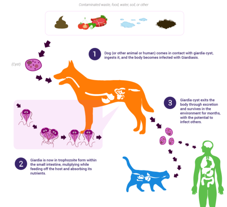 dog-human-cat-giardia-cycle