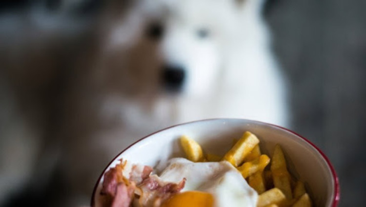 dog in front of a dish with fried potatoes
