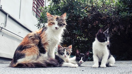Multi-colored cat with 3 kittens